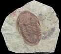 Ordovician Asaphellus Trilobite - Morocco #55150-1
